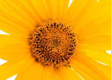 sarı çiçek arkaplan yakın çekim makro