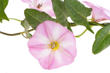 Meadow bindweed beyaz arkaplanda izole