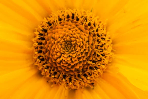 Fundo Amarelo Flor Close Macro — Fotografia de Stock