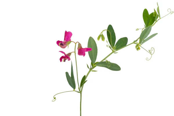 Wiese Bohnen Blumen Isoliert Auf Weißem Hintergrund — Stockfoto