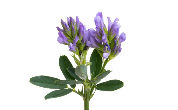 Flor Alfalfa Aislada Sobre Fondo Blanco —  Fotos de Stock