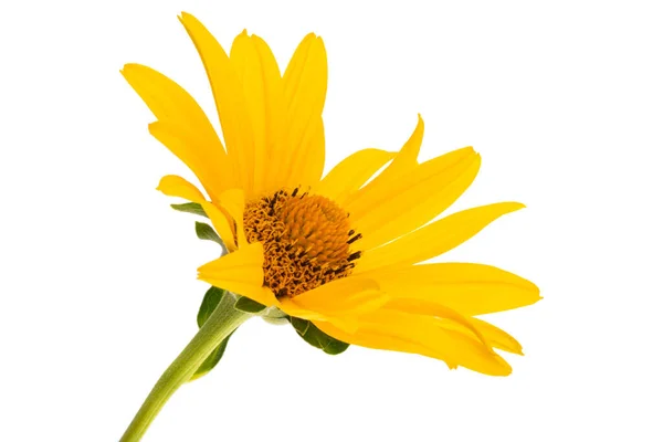 Flor Heliopsis Aislada Sobre Fondo Blanco — Foto de Stock