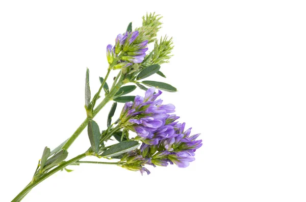 Alfalfa Blomma Isolerad Vit Bakgrund — Stockfoto