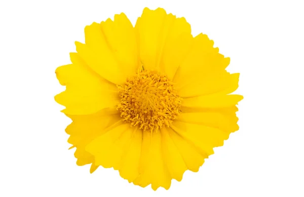 Coreopsis Květiny Izolované Bílém Pozadí — Stock fotografie
