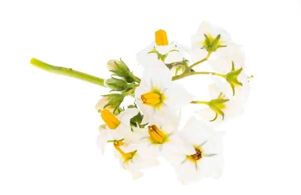 Potato Flowers Isolated White Background — Stock Photo, Image