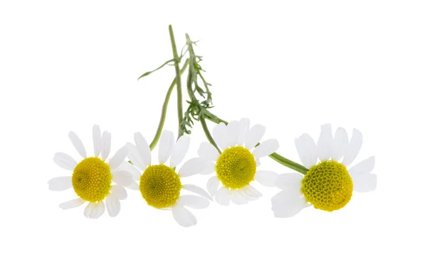 Medicinale Kamille Geïsoleerd Witte Achtergrond — Stockfoto