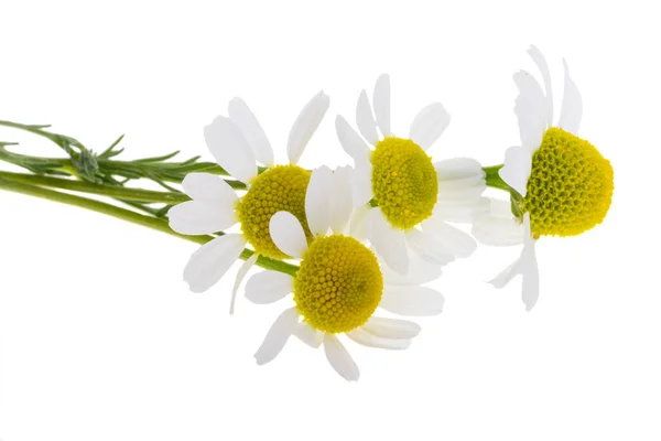 Medicinal Chamomile Isolated White Background — Stock Photo, Image