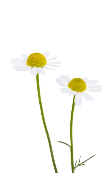 Medicinal Chamomile Isolated White Background — Stock Photo, Image