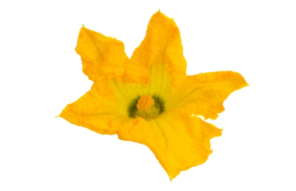 Квітка Кабачків Ізольована Білому Тлі — стокове фото