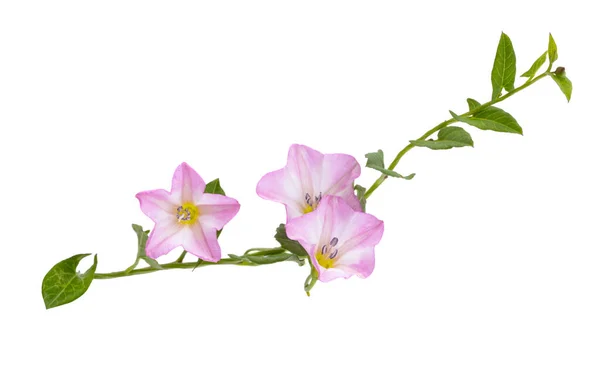 Prado Bindweed Aislado Sobre Fondo Blanco — Foto de Stock