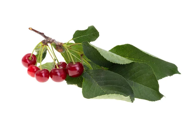 Cherry Isolato Sfondo Bianco — Foto Stock