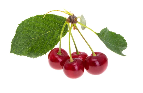 Cereza Aislada Sobre Fondo Blanco —  Fotos de Stock