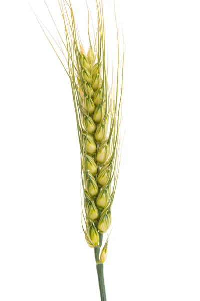 小麦在白色背景上孤立的耳朵 — 图库照片