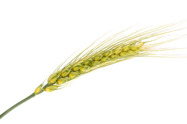 Ear Wheat Isolated White Background — Stock Photo, Image