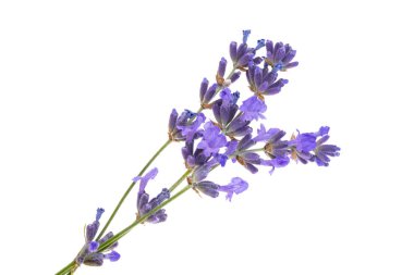 Beyaz arkaplanda lavanta izole edildi