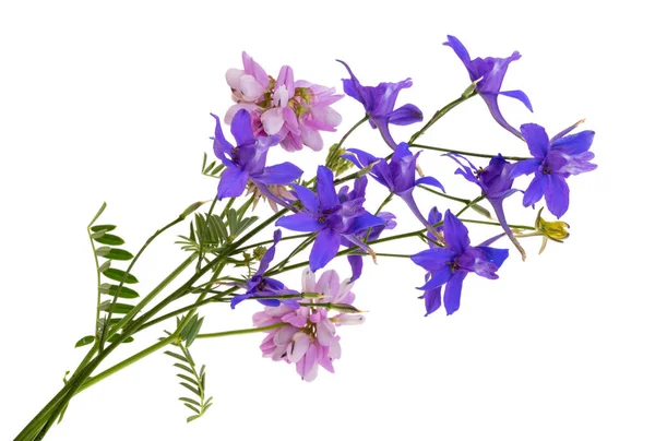 Prairie Fleurs Isolées Sur Fond Blanc — Photo