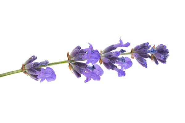 Lavender Isolated White Background — Stock Photo, Image