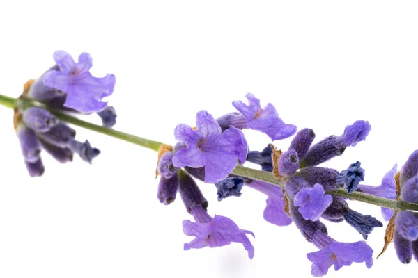 Lavender Isolated White Background — Stock Photo, Image