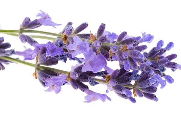 Beyaz arkaplanda lavanta izole edildi