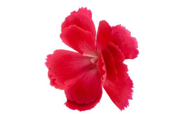 Red Carnation Flower Isolated White Background — Stock Photo, Image