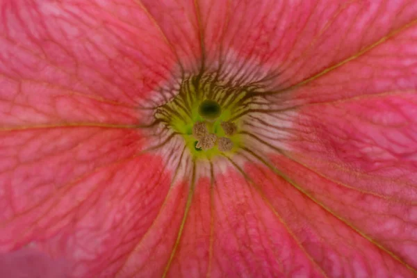 Czerwony Petunia Kwiat Zbliżenie Makro — Zdjęcie stockowe