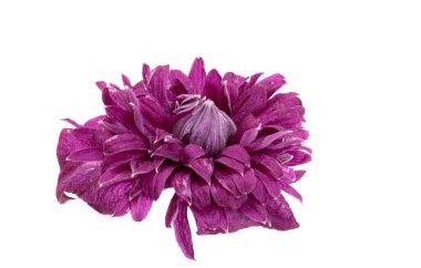  Beyaz arka plan üzerinde izole akasma