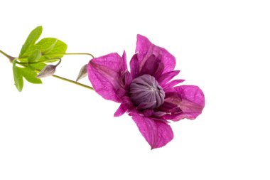  Beyaz arka plan üzerinde izole akasma