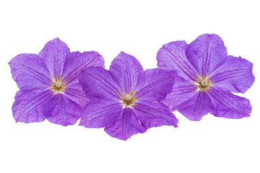  Beyaz arka plan üzerinde izole akasma