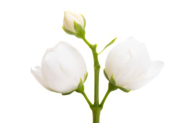 yasemin çiçeği beyaz arkaplanda izole edilmiş