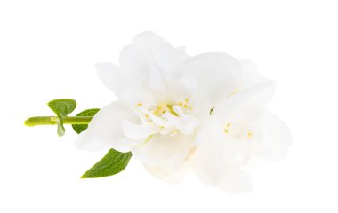 yasemin çiçeği beyaz arkaplanda izole edilmiş