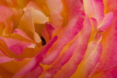  gül beyaz arkaplan makrosu üzerinde izole