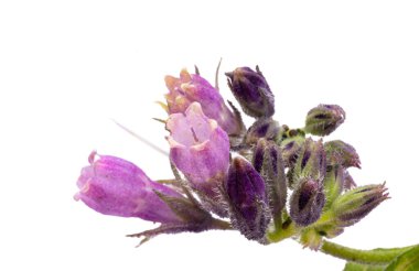 Lila kır çiçeği beyaz arka plan üzerinde izole