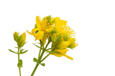 Hiperikum çiçekleri beyaz arkaplanda izole edildi