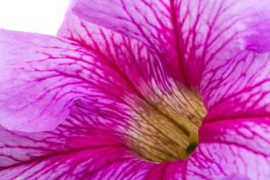 izole beyaz zemin petunya çiçeği