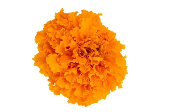 Orange Ringblommor Isolerad Vit Bakgrund — Stockfoto