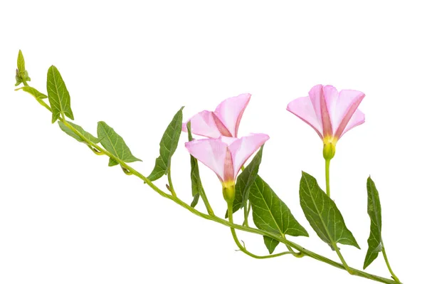 Louka Bindweed Izolované Bílém Pozadí — Stock fotografie