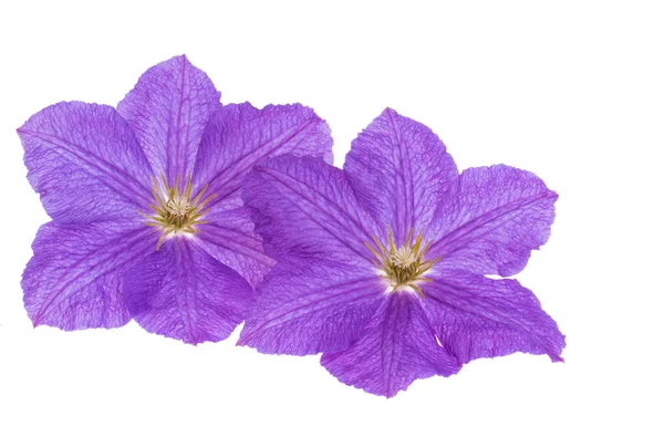 Clematis Isolerad Vit Bakgrund — Stockfoto