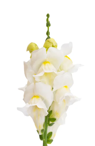 Hledík Květina Izolovaných Bílém Pozadí — Stock fotografie