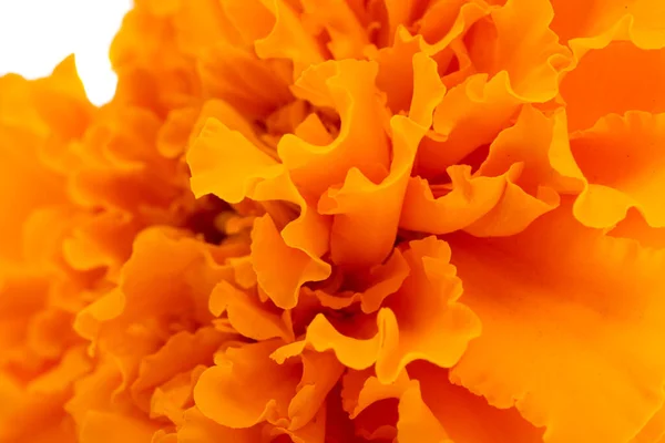 Makro Latar Belakang Bunga Marigold Oranye — Stok Foto