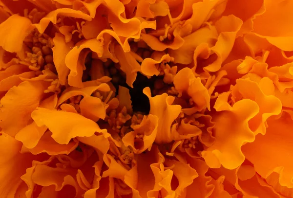 Orange Ringelblume Blume Hintergrund Makro — Stockfoto