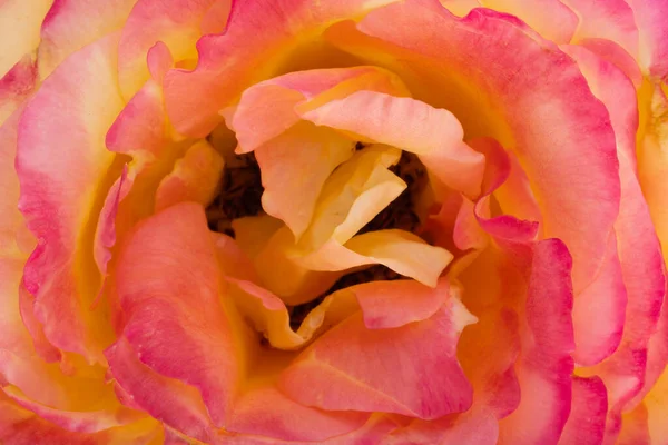 Rose Isolée Sur Fond Blanc Macro — Photo