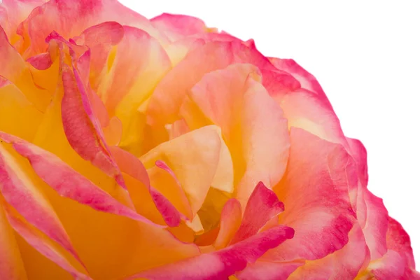 Růže Izolované Bílém Pozadí Makra — Stock fotografie