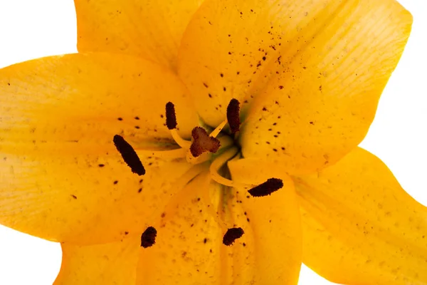 Lilie Květiny Izolované Bílém Pozadí Makro — Stock fotografie
