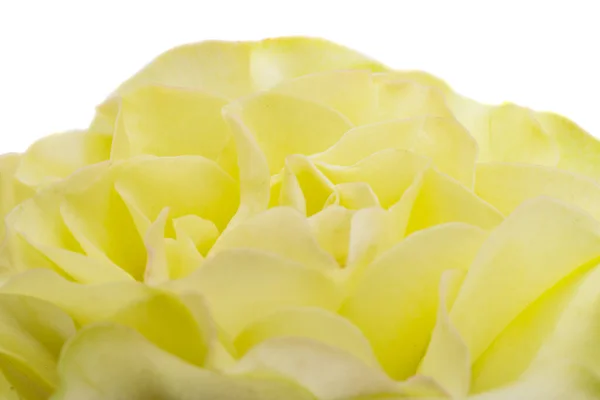 Jasnozielona Róża Izolowana Białym Tle Makro — Zdjęcie stockowe