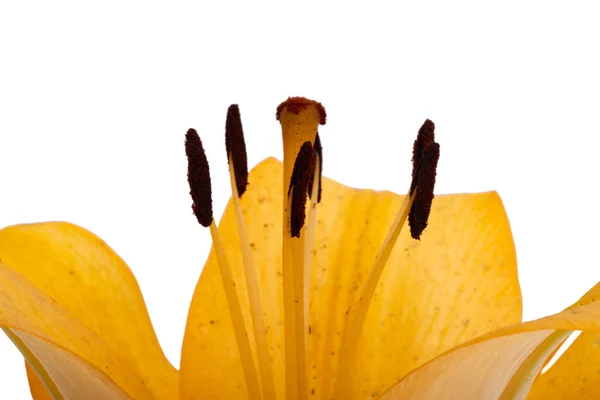 Zambak Çiçeği Beyaz Arka Plan Makrosu Üzerinde Izole — Stok fotoğraf