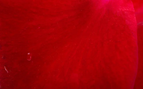 Фон Темно Червоні Троянди Крупним Планом Макро — стокове фото