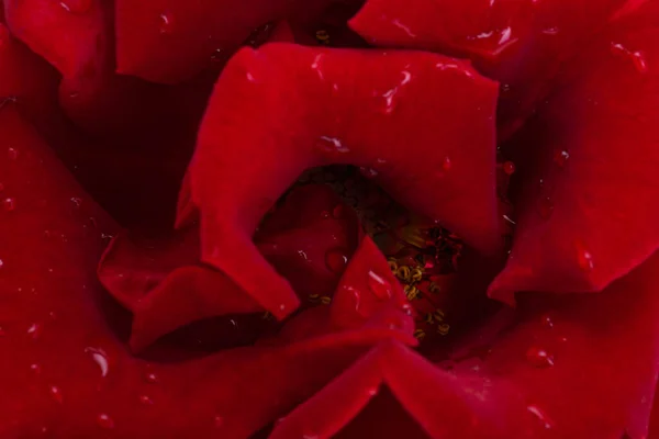 Background Dark Red Roses Close Macro — Stock Photo, Image