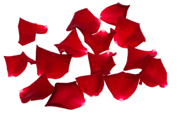 Rosenblätter Isoliert Auf Weißem Hintergrund — Stockfoto