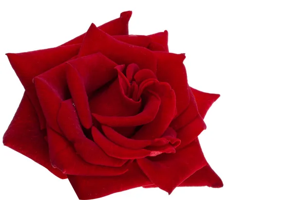 Rosa Roja Oscura Aislada Sobre Fondo Blanco — Foto de Stock