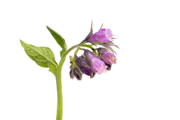 Flieder Wilde Blume Isoliert Auf Weißem Hintergrund — Stockfoto